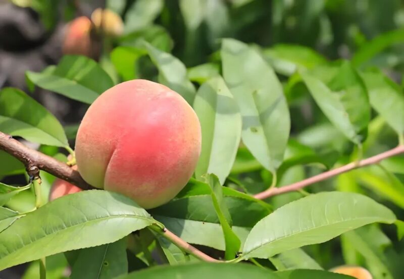 Peach-cancer fighting food